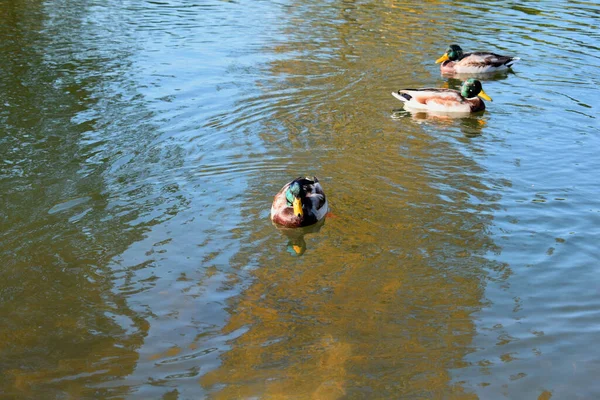 Patos Salvajes Estanque Parque —  Fotos de Stock
