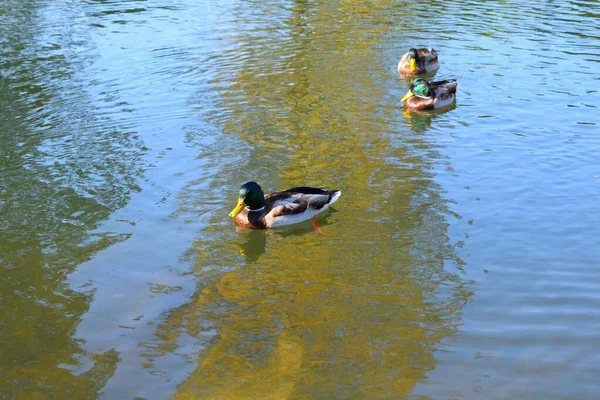 Patos Selvagens Uma Lagoa Parque — Fotografia de Stock