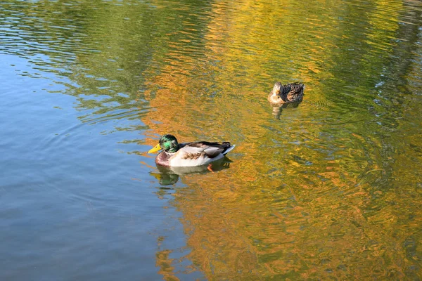 Anatre Selvatiche Uno Stagno Nel Parco — Foto Stock