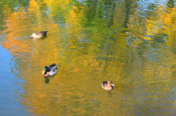 Patos Salvajes Estanque Parque — Foto de Stock