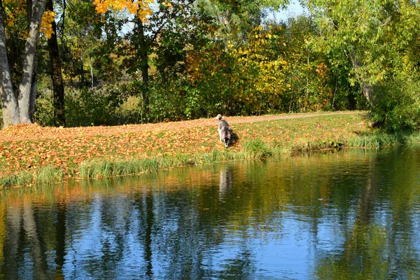 Herfst Park Een Plek Wandelen — Stockfoto