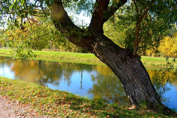 Herfst Park Een Plek Wandelen — Stockfoto