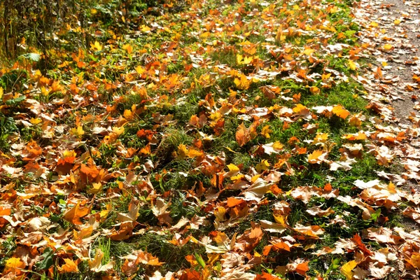 Осенний Парк Место Прогулок — стоковое фото