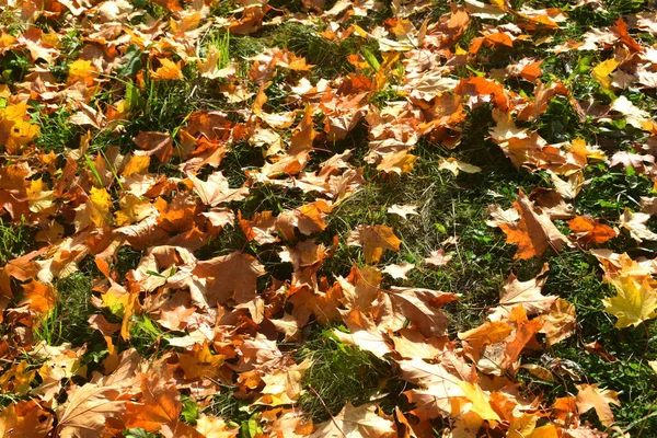 Parco Autunnale Luogo Passeggiate — Foto Stock