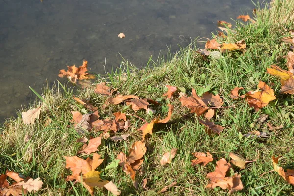 Herbst Park Ein Ort Zum Wandern — Stockfoto