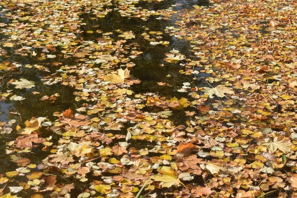 Herbstblätter Wasser — Stockfoto