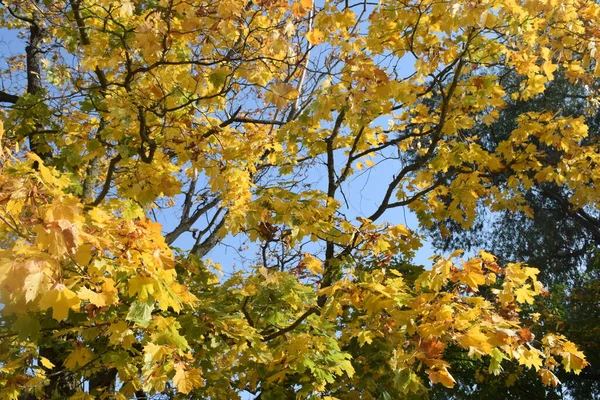 Parque Otoño Lugar Para Caminar —  Fotos de Stock