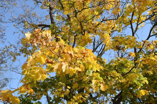 Herbst Park Ein Ort Zum Wandern — Stockfoto