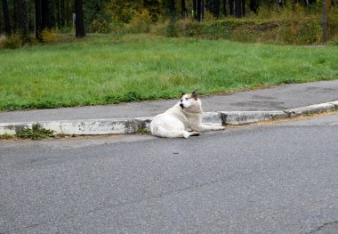 Sokakta başıboş bir köpek