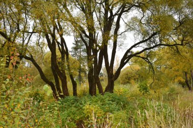 Güz Parkı, yürümek için bir yer.