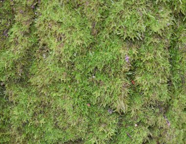 yeşil arkaplan, yeşil yosun, doğal ton