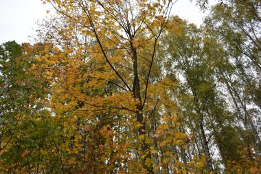 Güz Parkı, yürümek için bir yer.