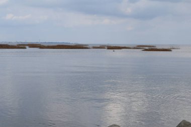 Sahil sazlıklarla kaplanmış.