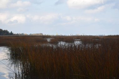 Sahil sazlıklarla kaplanmış.