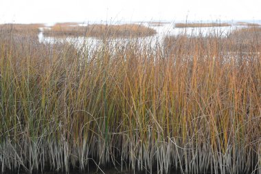 Sahil sazlıklarla kaplanmış.