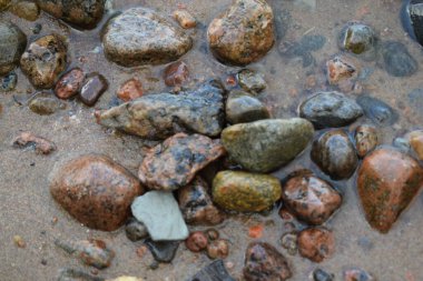 Kumda deniz taşları