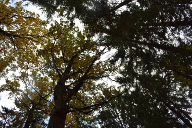 Güz Parkı, yürümek için bir yer.