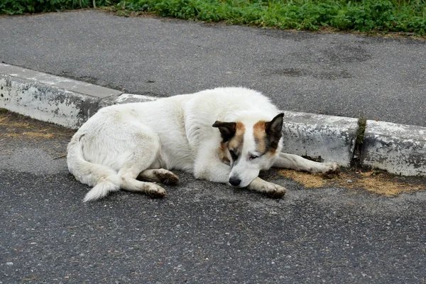 Бродячая Собака Улице — стоковое фото