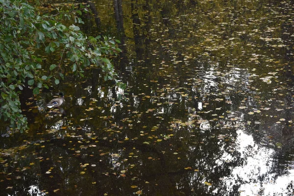 Automne Park Lieu Promenade — Photo