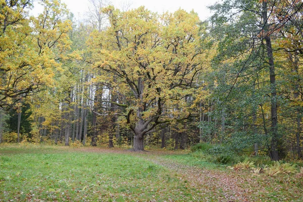 Herbst Park Ein Ort Zum Wandern — Stockfoto