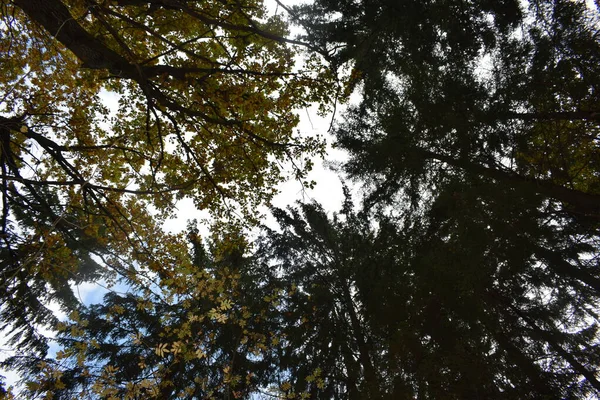 Herfst Park Een Plek Wandelen — Stockfoto