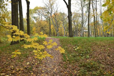 Güz Parkı, yürümek için bir yer.