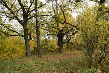 Güz Parkı, yürümek için bir yer.