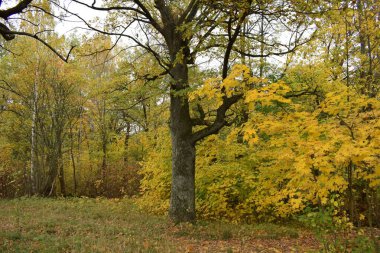Güz Parkı, yürümek için bir yer.