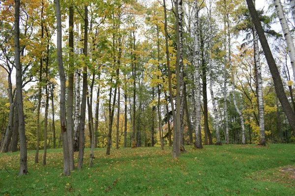 Höst Park Plats För Promenader — Stockfoto