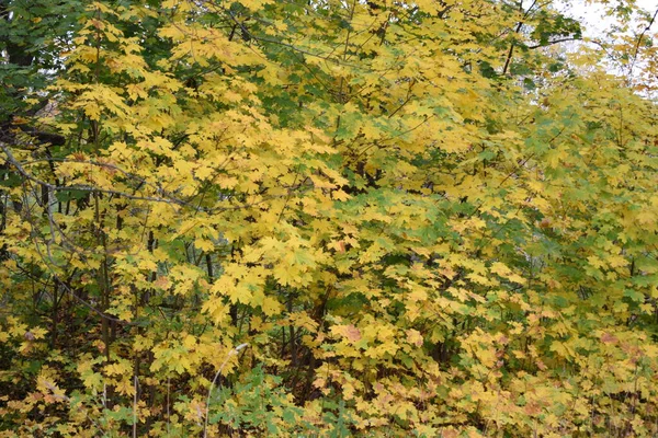 Güz Parkı Yürümek Için Bir Yer — Stok fotoğraf