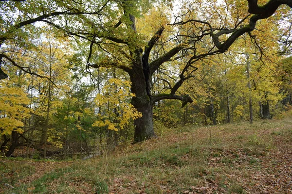 Осенний Парк Место Прогулок — стоковое фото