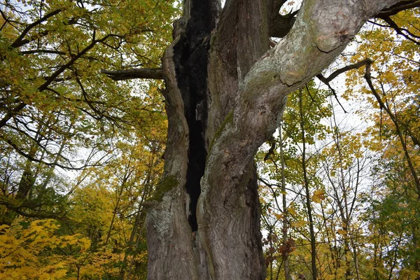 Autumn Park Place Walking — Stock Photo, Image