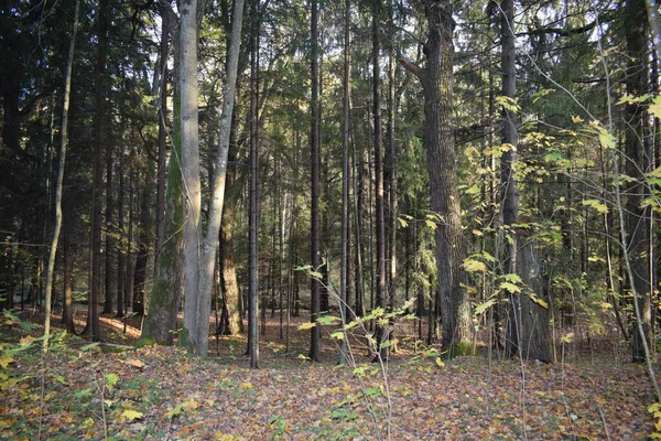 Parcul Toamnă Loc Pentru Mersul Jos — Fotografie, imagine de stoc