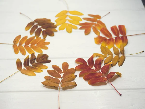 Autumn falling maple leaves isolated on white background