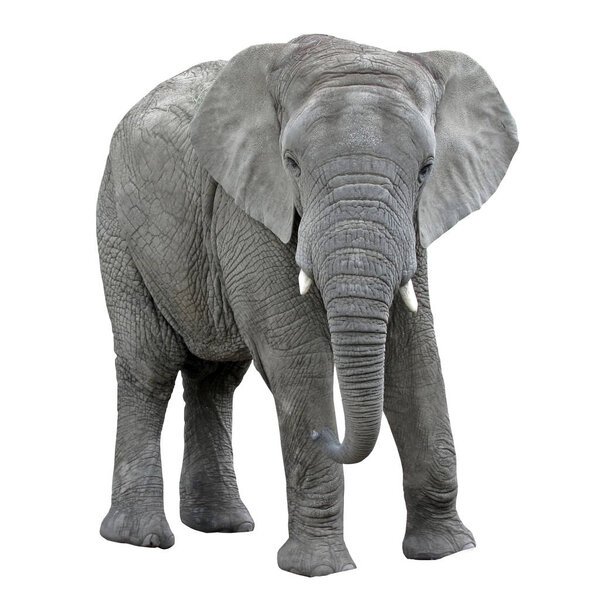 Elephant isolate on white background. african animal.