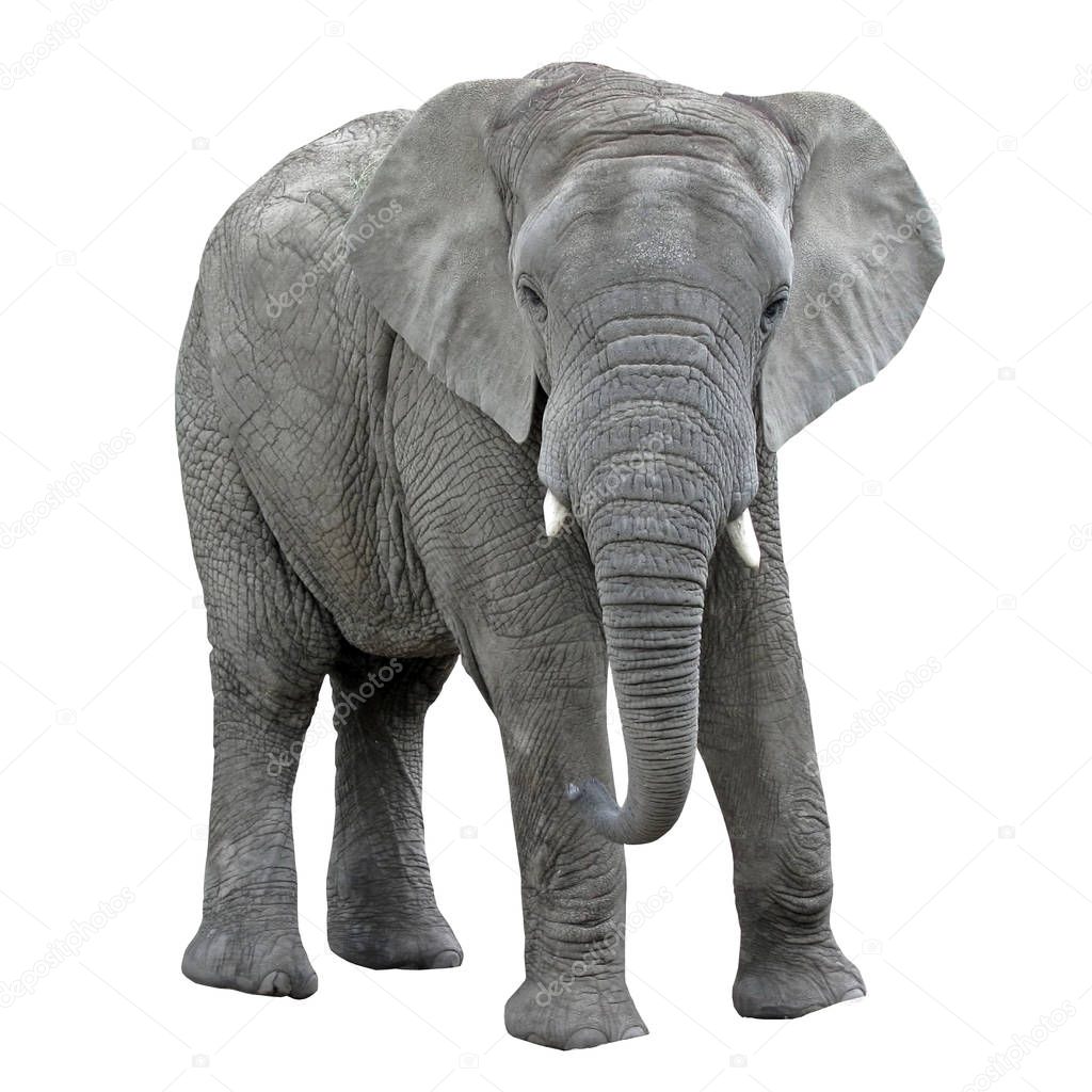 Elephant isolate on white background. african animal.