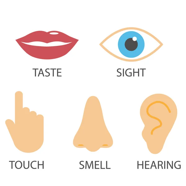 Human senses icon. Vector illustration, flat design. — Stock Vector