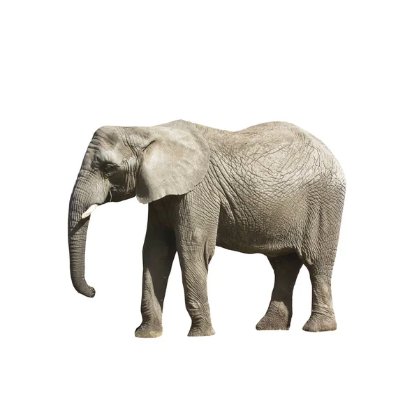 Duży szary słoń na białym tle. — Zdjęcie stockowe