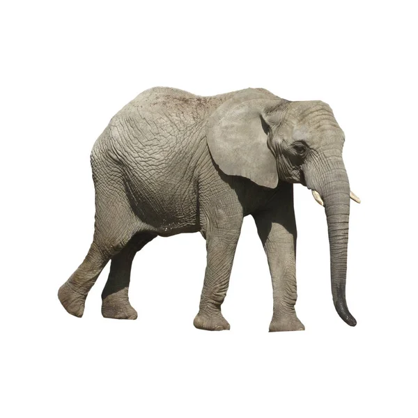 Stora grå elefant isolerad på vit bakgrund. — Stockfoto