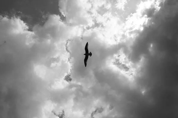 Bird in the sky. Black and white