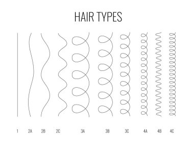 Vector Illustration of a Hair Types chart displaying all types and labeled. clipart