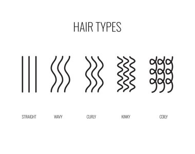 Vector Illustration of a Hair Types chart displaying all types and labeled. clipart