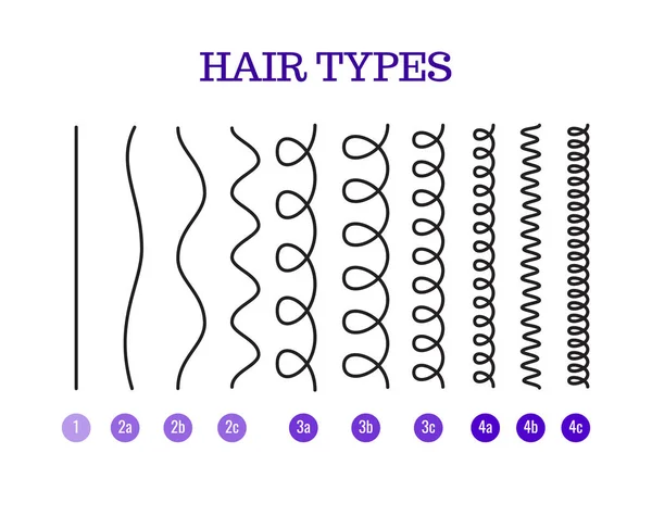 Vektorové ilustrace vlasy typy grafu zobrazuje všechny typy a označené. — Stockový vektor