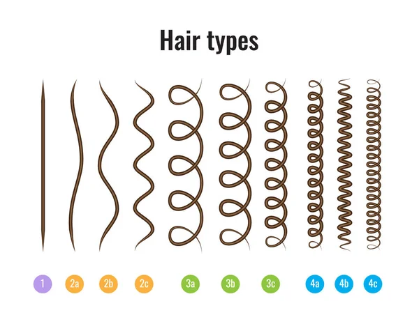 Ilustración vectorial de un gráfico de tipos de cabello que muestra todos los tipos y está etiquetado . — Archivo Imágenes Vectoriales