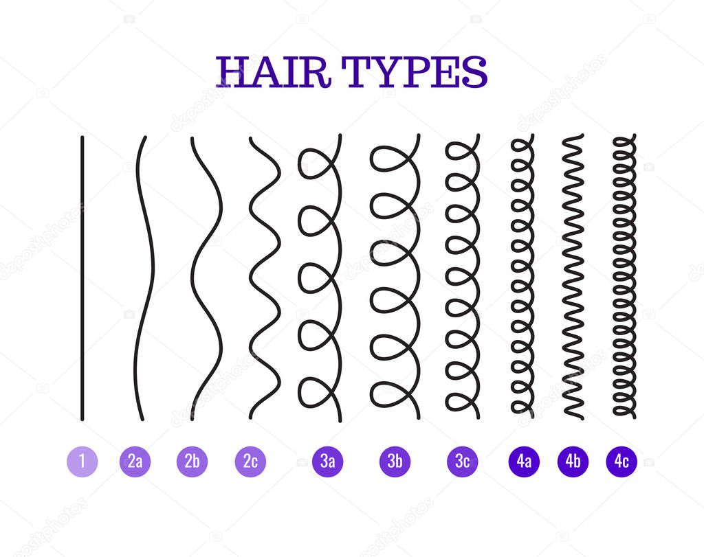 Vector Illustration of a Hair Types chart displaying all types and labeled.