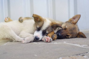 küçük beyaz ve kahverengi sokak köpekleri birbirlerine karşı yolun duvarının yakınında yer alan bir yerde uyumak