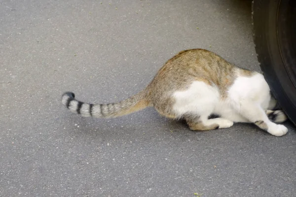 Gato Blanco Parduzco Aplastó Una Rueda Goma Del Coche Tema —  Fotos de Stock