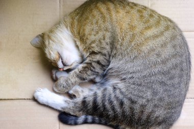 sokak yün kedi karton kutu, konu evsiz hayvan üzerinde uyuyor