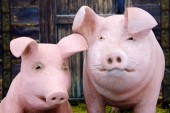 Картина, постер, плакат, фотообои "new year symbol of pink pig, the theme of holidays and the new year", артикул 232738442