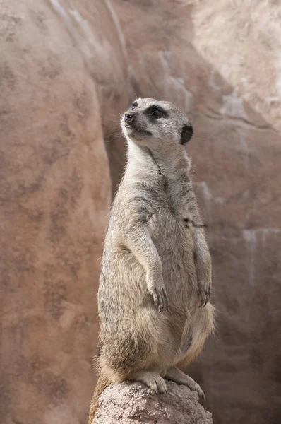 Meerkat nöbetçi bir kaya üzerinde tünemiş, sağ omuz üzerinden bakıyor.